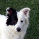 Joey was adopted in October, 2009